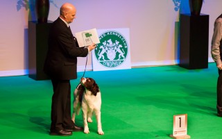 Beste hond van de Nederlandse Rassen: Jarak!