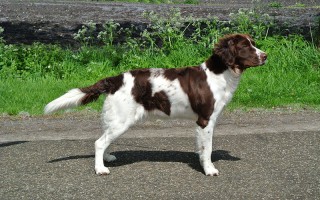 Meike