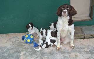 Quipels pups voor het eerst buiten
