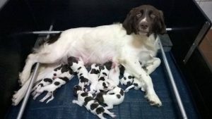 mevrouw-met-de-pups