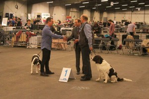 dogshow goes